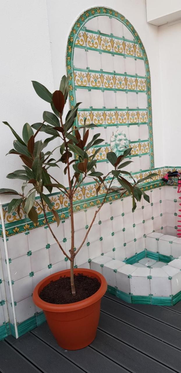 סביליה Lux Home - Sierpes Terrace מראה חיצוני תמונה
